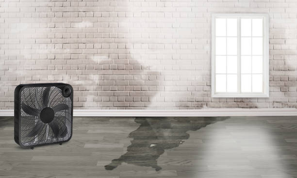 Best Basement water damage restoration  in Wasilla, AK